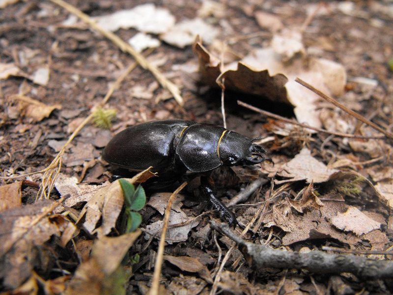 femmina di Lucanus tetraodon